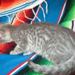 Savannah, F-7B, silver/blue, female, DOB 5-23-17