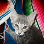 Savannah, F-7B, silver/blue, female, DOB 5-23-17