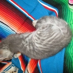 Savannah, F-7B, silver/blue, female, DOB 5-23-17