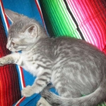 Savannah, F-7B, silver/blue, female, DOB 5-23-17