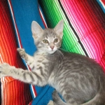 Savannah, F-7B, silver/blue, female, DOB 5-23-17