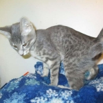 Savannah, F-7B, silver/blue, female, DOB 5-23-17