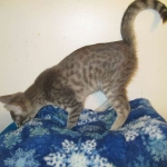 Savannah, F-7B, silver/blue, female, DOB 5-23-17