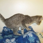 Savannah, F-7B, silver/blue, female, DOB 5-23-17