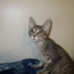 Savannah, F-7B, silver/blue, female, DOB 5-23-17