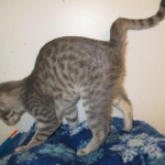 Savannah, F-7B, silver/blue, female, DOB 5-23-17