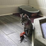 Baloo, Savannah, F-7B, silver/blue, female, DOB 5-23-17