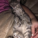 Baloo, Savannah, F-7B, silver/blue, female, DOB 5-23-17