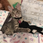 Baloo, Savannah, F-7B, silver/blue, female, DOB 5-23-17