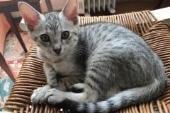 Kojo, Savannah, F-7B Silver Male DOB 3-12-18