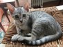Kojo, Savannah, F-7B Silver Male DOB 3-12-18