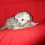 Savannah, F-7B, Silver, Male DOB 3-12-18