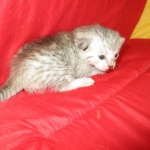 Savannah, F-7B, Silver, Male DOB 3-12-18