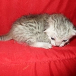 Savannah, F-7B, Silver, Male DOB 3-12-18