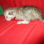 Savannah, F-7B, Silver, Male DOB 3-12-18