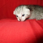 Savannah, F-7B, Silver, Male DOB 3-12-18