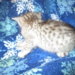 Kojo, Savannah, F-7B, Silver, Male DOB 3-12-18