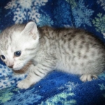 Kojo, Savannah, F-7B, Silver, Male DOB 3-12-18