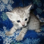 Kojo, Savannah, F-7B, Silver, Male DOB 3-12-18