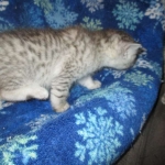 Kojo, Savannah, F-7B, Silver, Male DOB 3-12-18