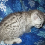 Kojo, Savannah, F-7B, Silver, Male DOB 3-12-18