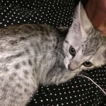 Kojo, Savannah, F-7B, Silver, Male DOB 3-12-18