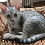 Kojo, Savannah, F-7B, Silver, Male DOB 3-12-18