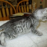 Savannah, Silver, Male, DOB 8-8-17