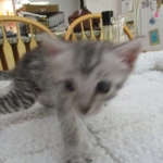 Savannah, Silver, Male, DOB 8-8-17