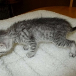 Savannah, Silver, Male, DOB 8-8-17