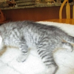 Savannah, Silver, Male, DOB 8-8-17