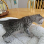 Savannah, Silver, Male, DOB 8-8-17