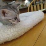 Savannah, Silver, Male, DOB 8-8-17