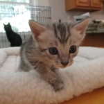 Savannah, Silver, Male, DOB 8-8-17