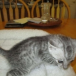 Savannah, Silver, Male, DOB 8-8-17