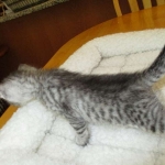 Savannah, Silver, Male, DOB 8-8-17