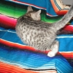 Savannah, Silver Spotted, F-7B, Male, DOB 8-8-17