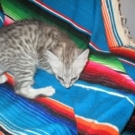 Savannah, Silver, Male, DOB 8-8-17