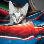 Savannah, Silver, Male, DOB 8-8-17