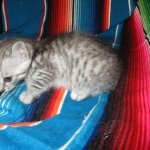 Savannah, Silver Spotted, F-7B, Male, DOB 8-8-17