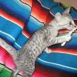 Savannah, Silver Spotted, F-7B, Male, DOB 8-8-17