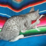 Savannah, Silver Spotted, F-7B, Male, DOB 8-8-17