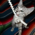 Savannah, Silver Spotted, F-7B, Male, DOB 8-8-17