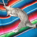 Savannah, Silver Spotted, F-7B, Male, DOB 8-8-17