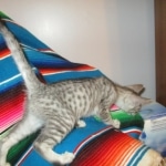 Savannah, Silver Spotted, F-7B, Male, DOB 8-8-17