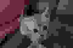 Ashy, Savannah F-7B Silver Male DOB 9-11-18