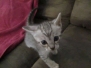 Ashy, Savannah F-7B Silver Male DOB 9-11-18