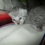 Savannah, Silver spotted male , F-7B ,DOB 9-11-18