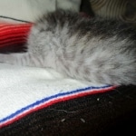 Savannah, Silver spotted male , F-7B ,DOB 9-11-18