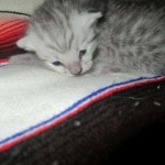 Savannah, Silver spotted male , F-7B ,DOB 9-11-18